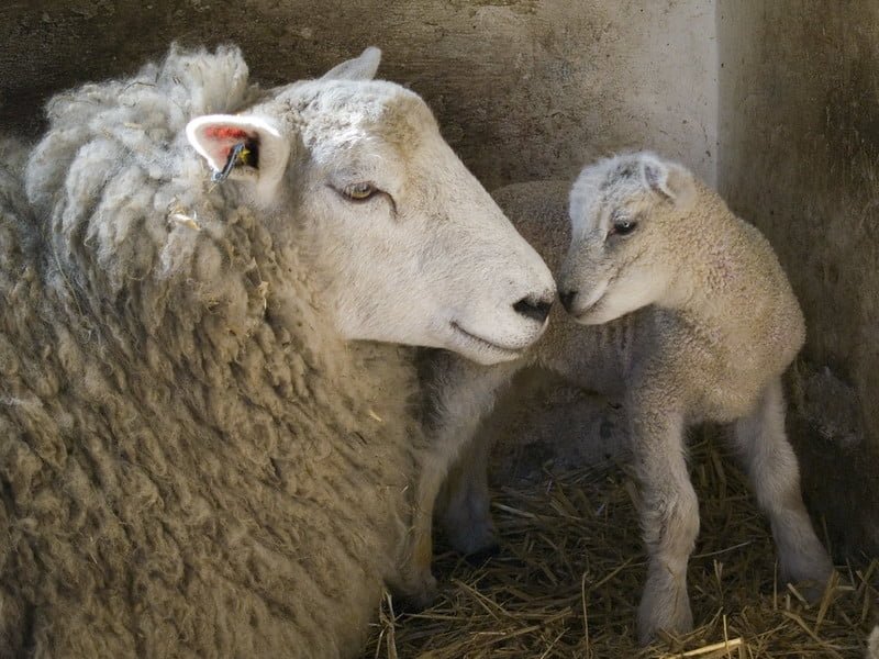 animal moms and babies sheep