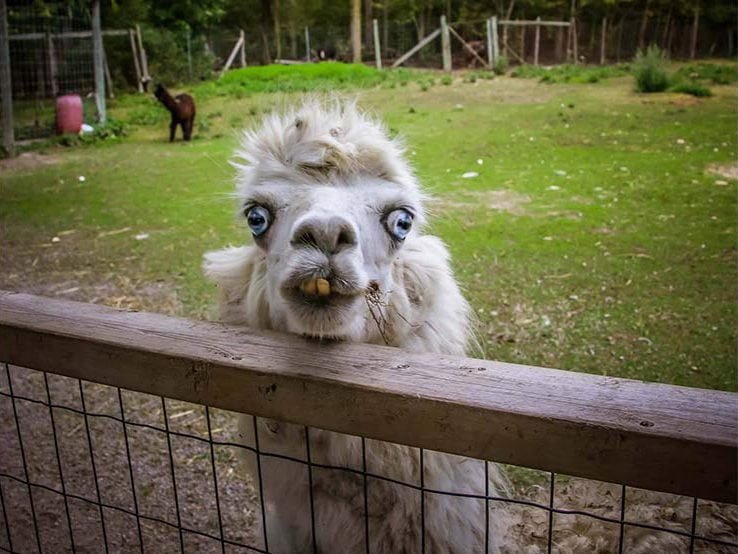 funny alpaca crazy eyes