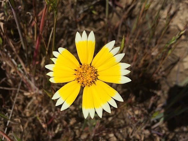 oddly satisfying photos perfect circle daisy