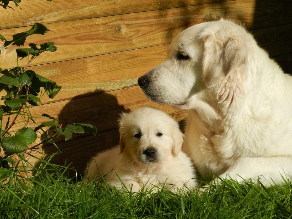 animal moms and babies dog
