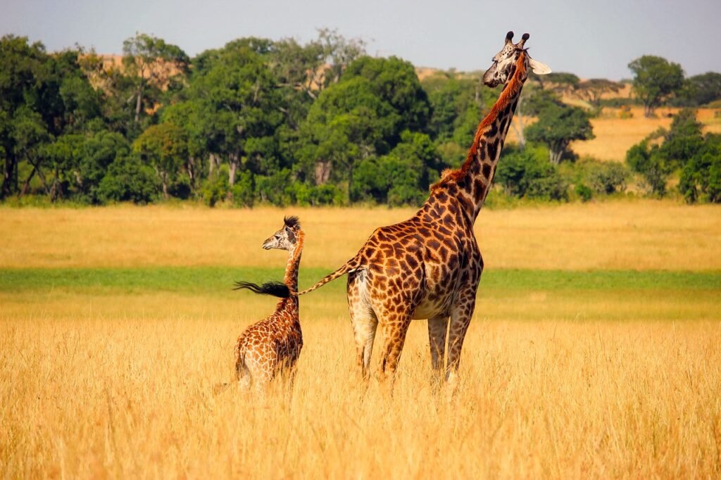 animal moms and babies giraffe