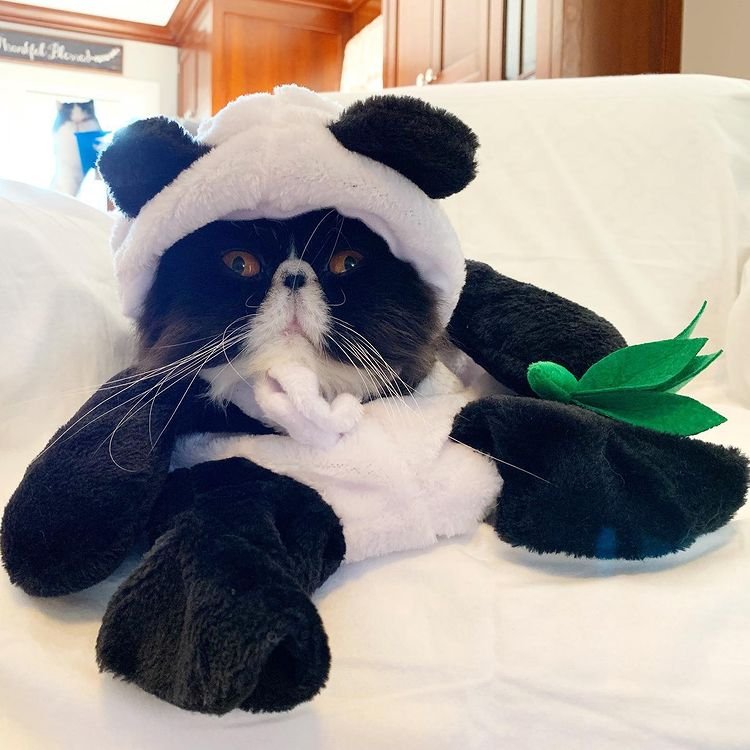 funny Halloween costume ideas for cats panda