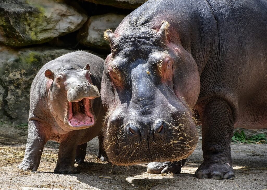 animal moms and babies hippo