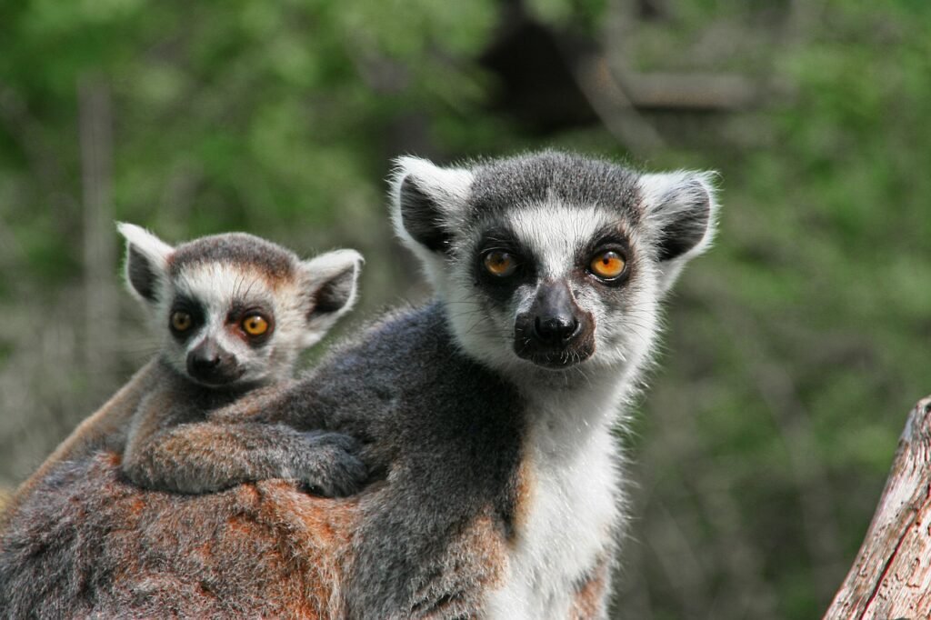 animal moms and babies lemur