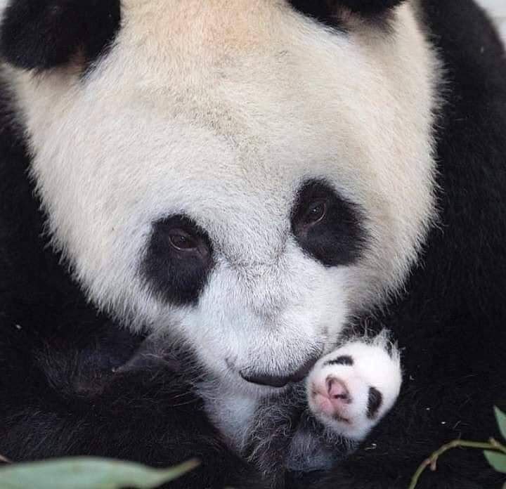 animal moms and babies panda
