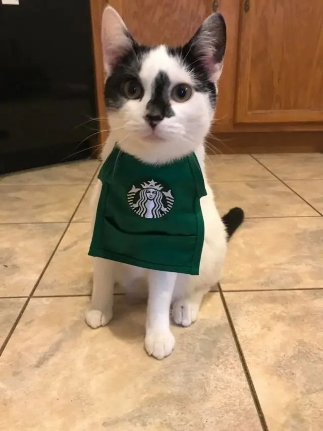 funny Halloween costume ideas for cats barrista