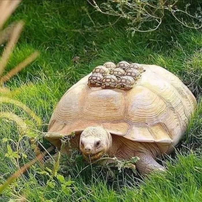 animal moms and babies turtle carries babies
