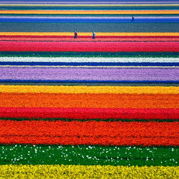 oddly satisfying photos perfect tulip land in netherlands