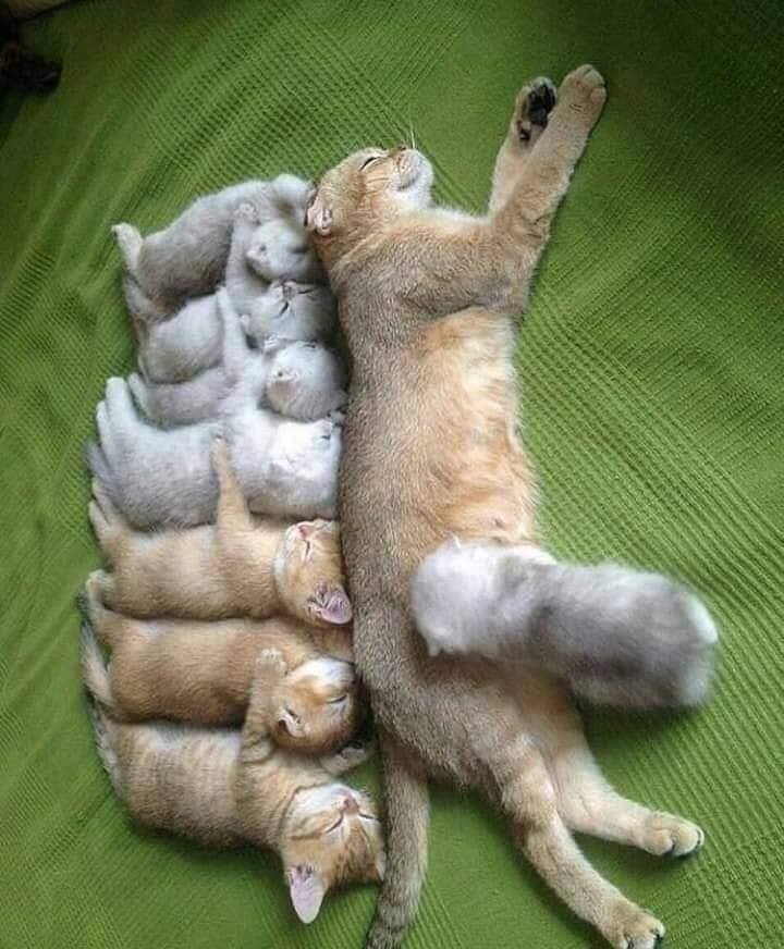 animal moms and babies cat and kittens