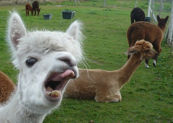funny alpaca photobomb