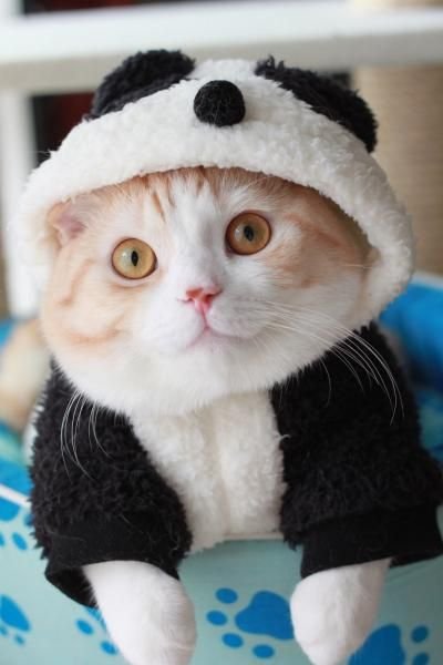 funny Halloween costume ideas for cats panda