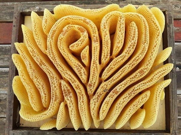 oddly satisfying photos perfect honeycomb