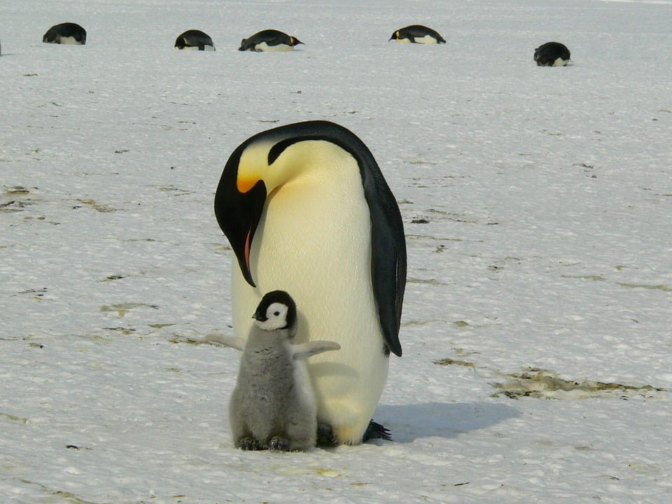 animal moms and babies penguin