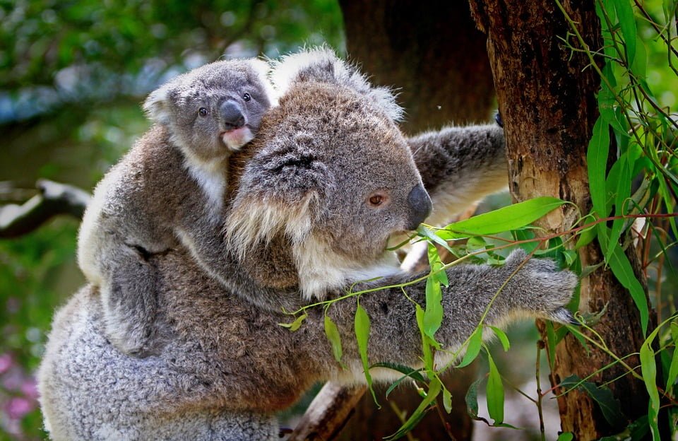 animal moms and babies koala