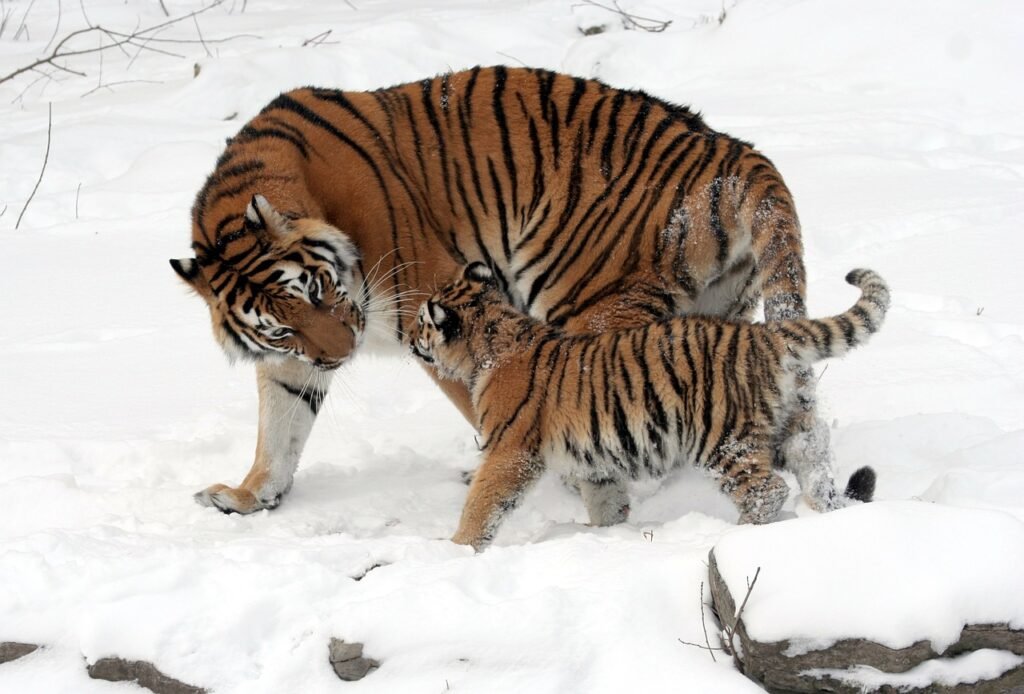 animal moms and babies Siberian tiger