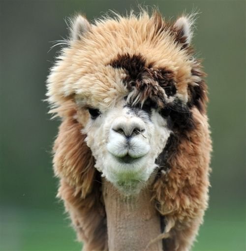 funny alpaca david bowie