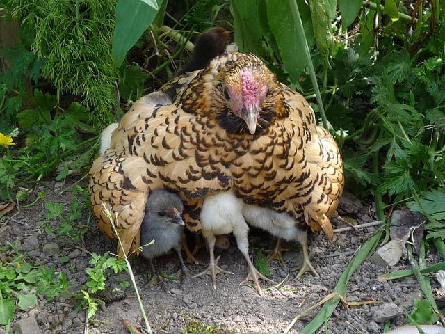 animal moms and babies chicken protects babies