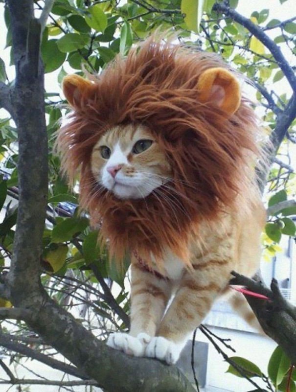 funny Halloween costume ideas for cats lion