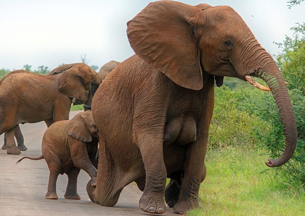 animal moms and babies elephant mother breasts
