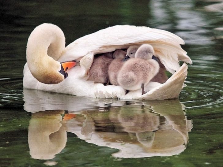 animal moms and babies swan protects babies