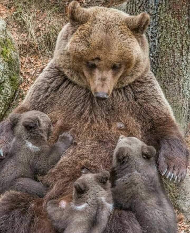 animal moms and babies bear and babies sucking