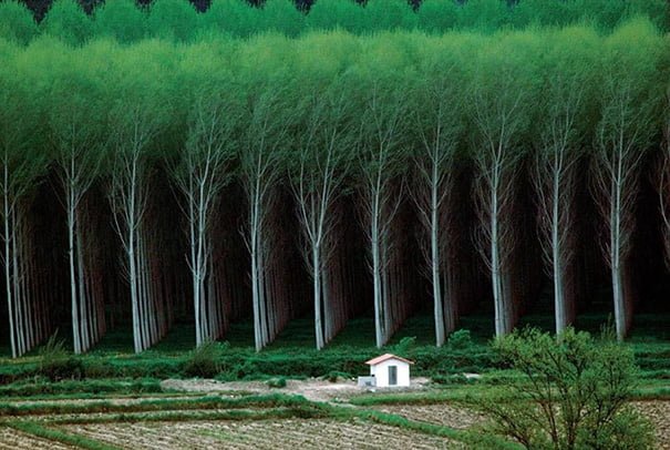 oddly satisfying photo perfect forest