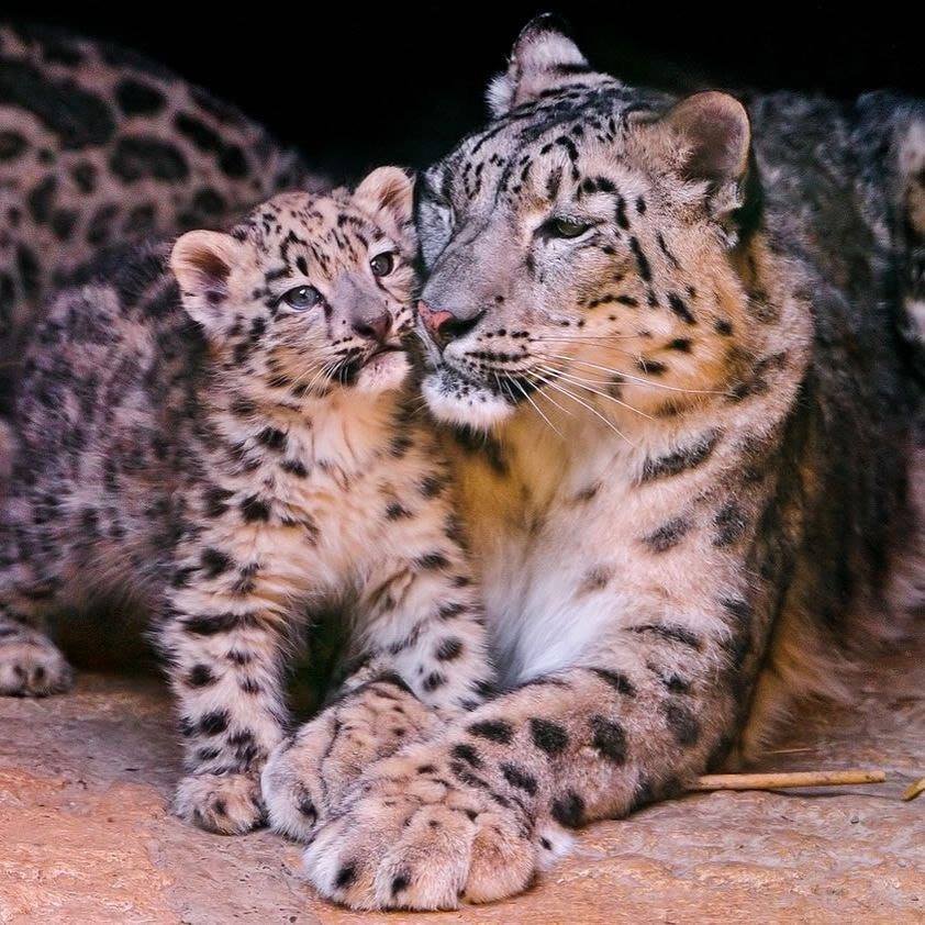 animal moms and babies leopard