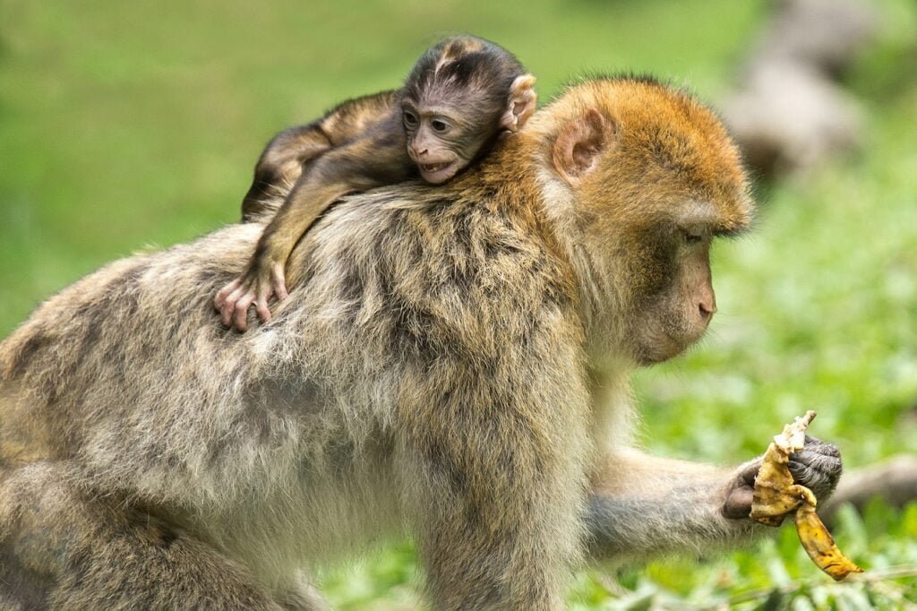 animal moms and babies monkey
