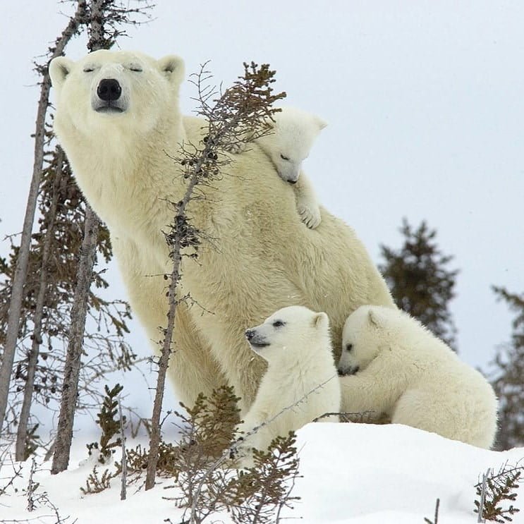 animal moms and babies polar bears