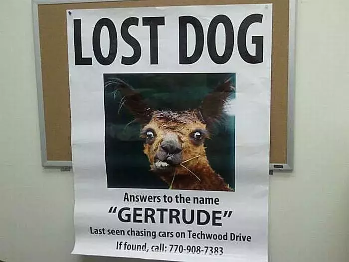funny sign hilarious poster missing pet