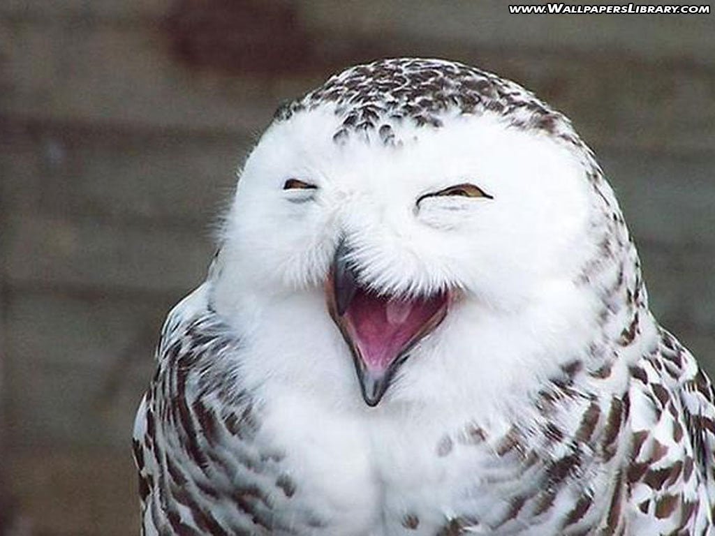 funny owl smiling