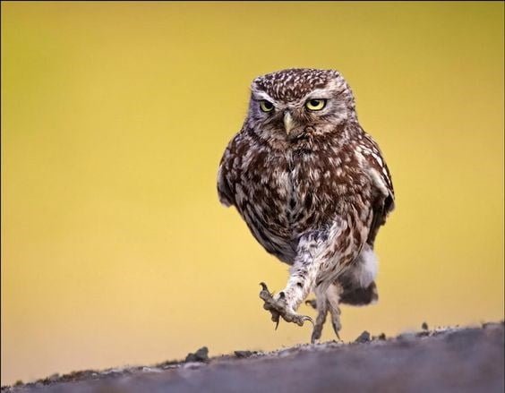 funny owl walking