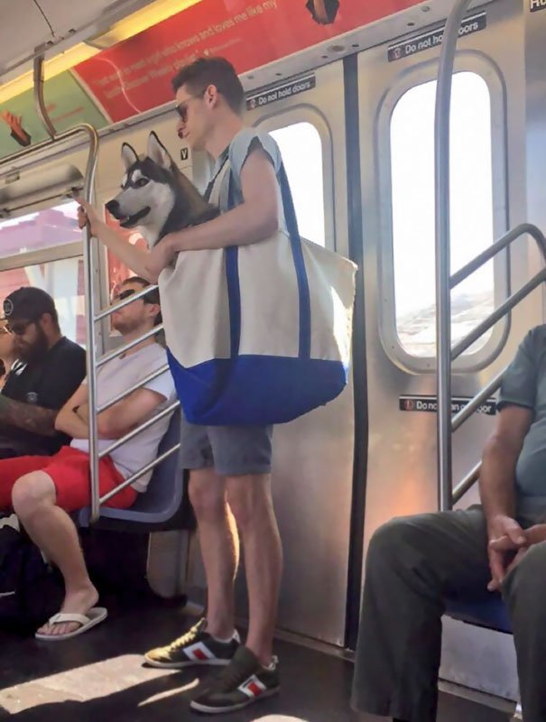 funny animals spotted on the subway husky dog