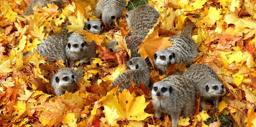 meerkats enjoying autumn fall leaves