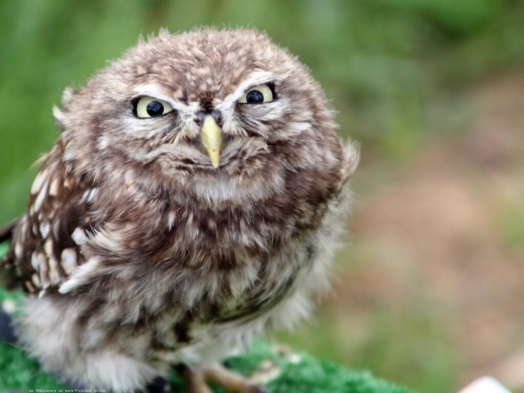 funny owl face
