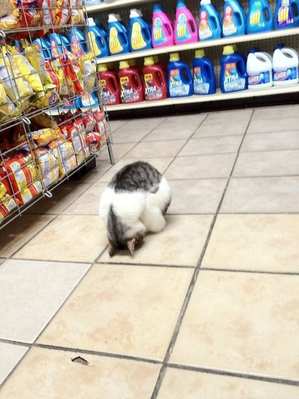 funny supermarket cat sleeps in the store