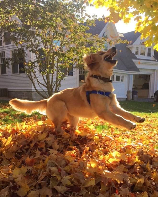 dog enjoying autumn fall leaves