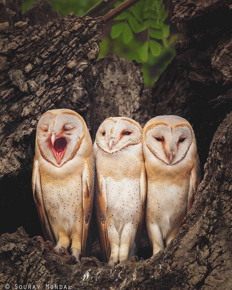 funny owl yawn