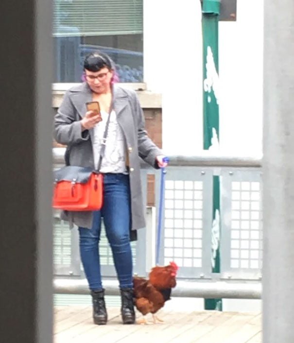 funny animals spotted on the subway pet chicken on a leash