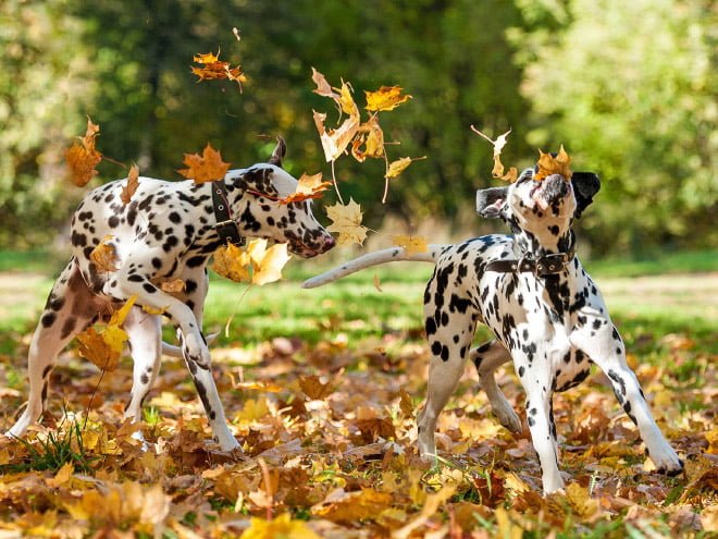 dalmatians enjoying autumn fall leaves