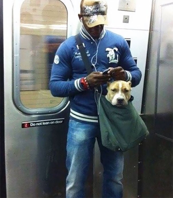 funny animals spotted on the subway pittbul