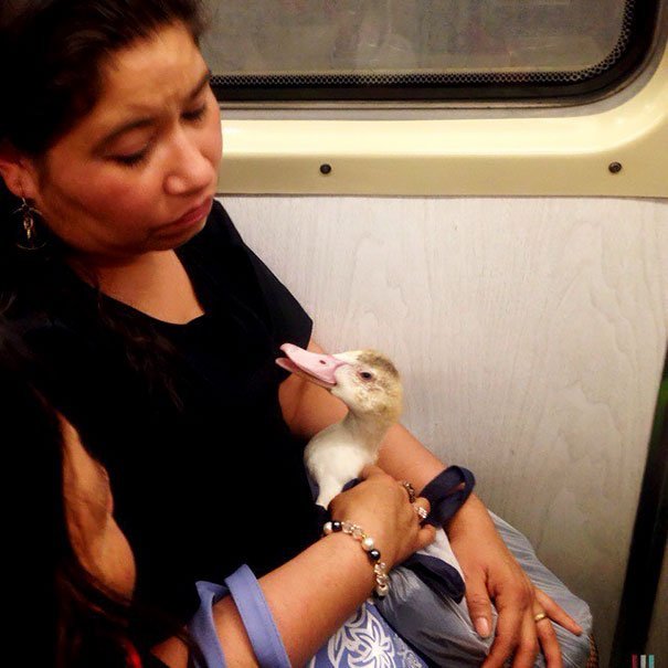 funny animals spotted on the subway duck