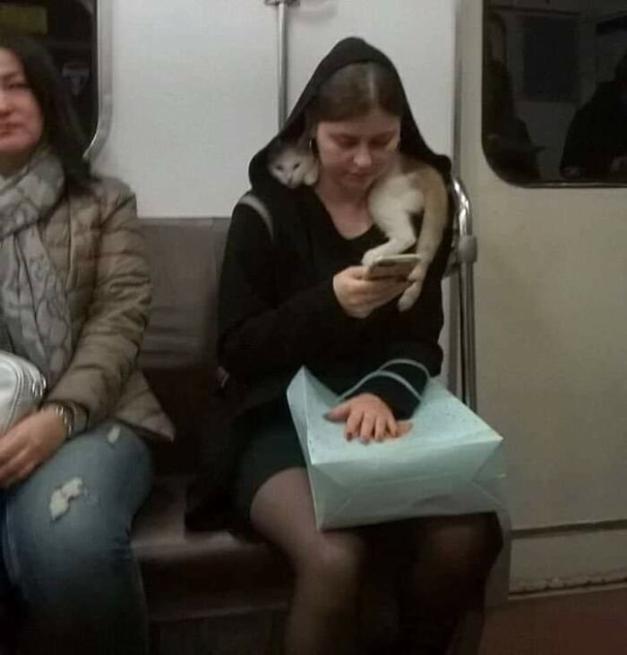 funny animals spotted on the subway cat