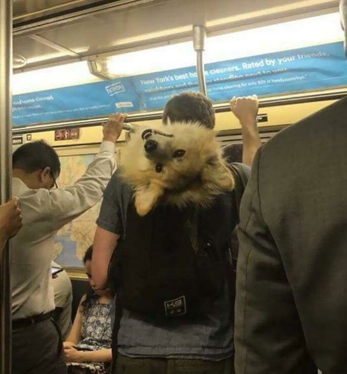 funny animals spotted on the subway dog