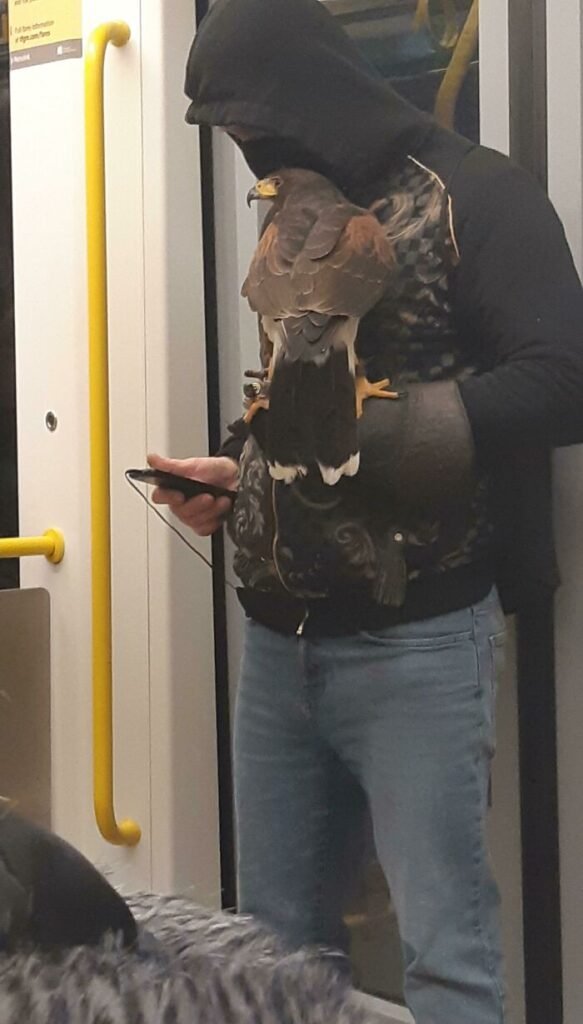 funny animals spotted on the subway falcon