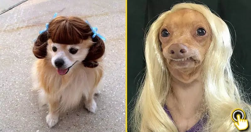 25 Funny Photos Of Dogs Wearing Wigs That Will Make You Chuckle - Bouncy  Mustard