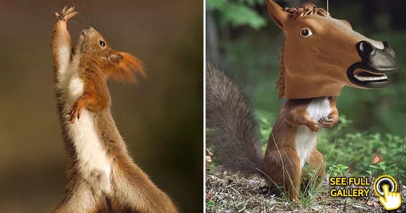 20 Funny Squirrels That Will Make Your Day A Lot Better - Bouncy Mustard