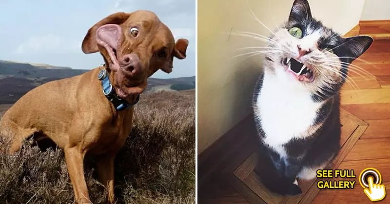 25 Hilarious Photos Of Cats And Dogs Sneezing - Bouncy Mustard
