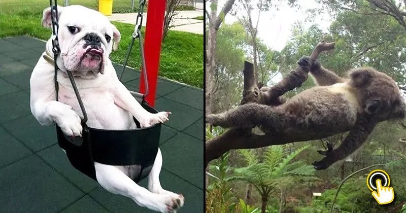 Funny Animals Posing For The Camera Like Professional Models