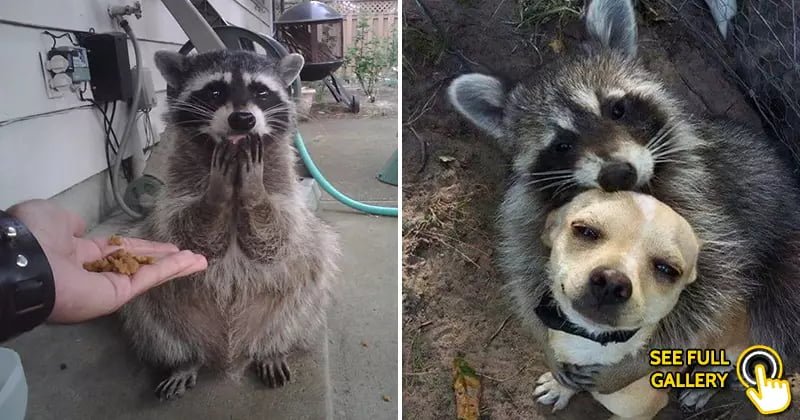 adorable raccoons